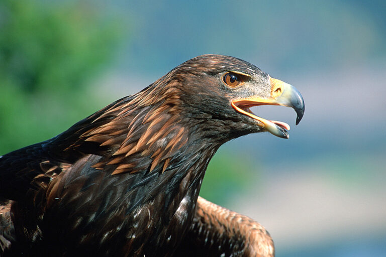 032Steinadler 007 768x512