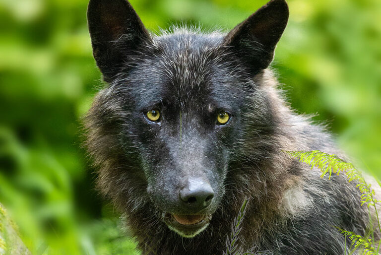 Wolfsfuetterung Startseite 768x514